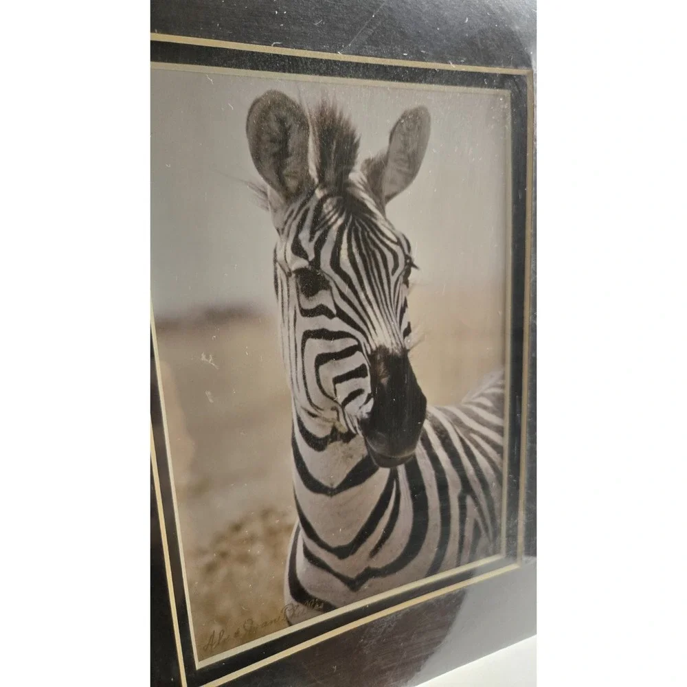 Chicago Vintage 1984 Zebra Safari Photography Sealed Striped Elegance Africa Art - Picture 9 of 11